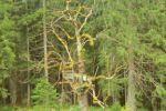 2014-07-05_Laengental-N-Hochweg (300). JPG